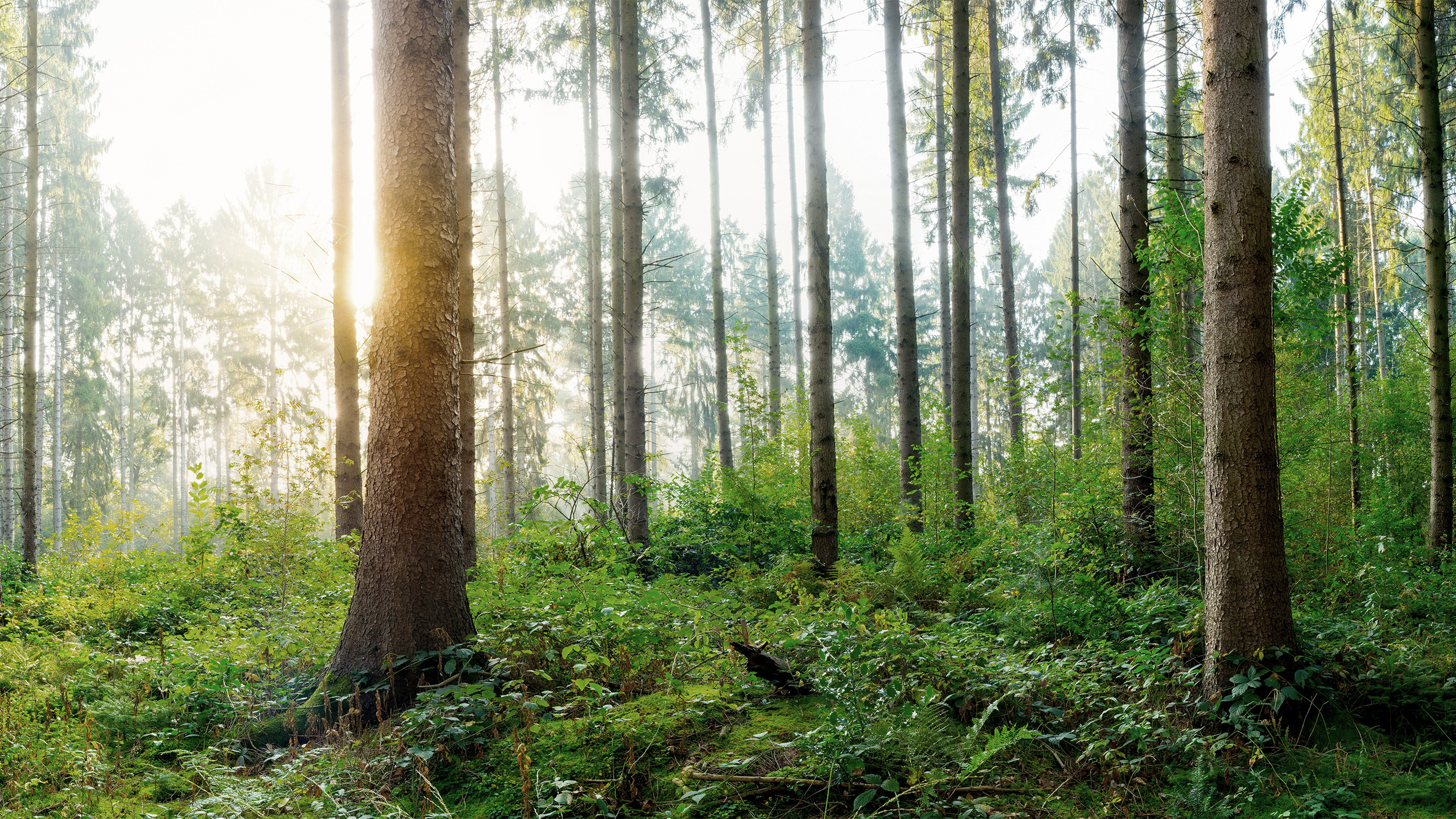 Wald als Symbol für Nachhaltigkeit